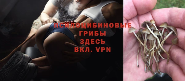 сатива Заводоуковск