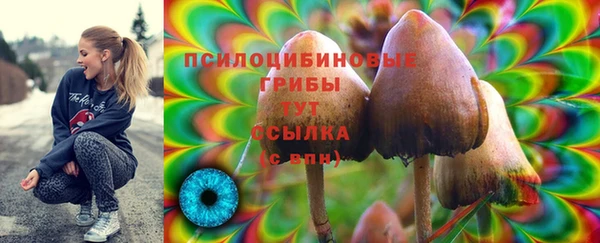 сатива Заводоуковск